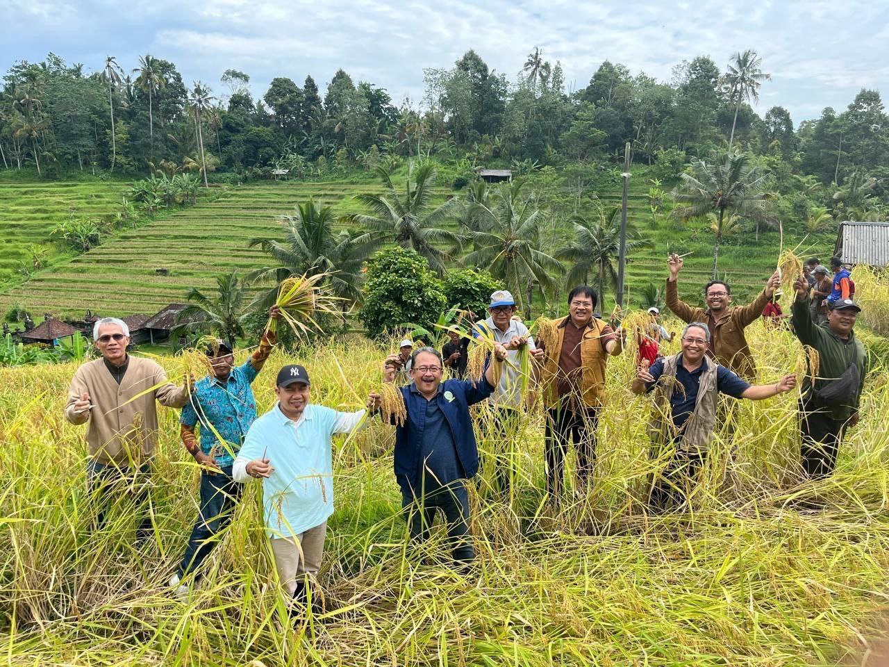 Impactful Campus, Faculty of Agriculture, Udayana University Holds Local Rice Seed Harvest at Subak Wangaya Betan, Tabanan